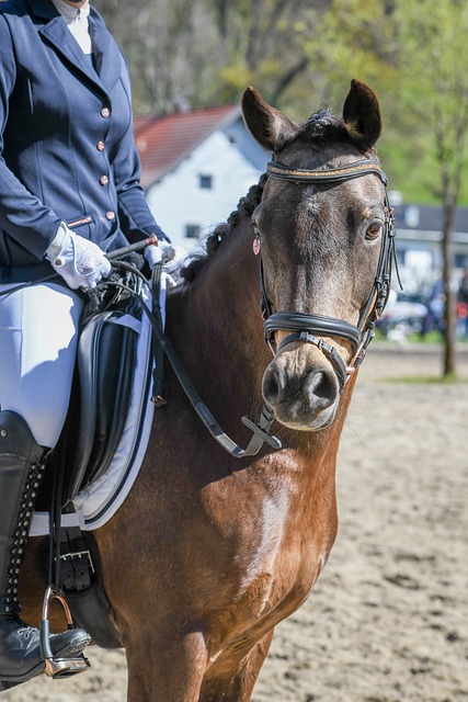 在意甲联赛 在意甲联赛